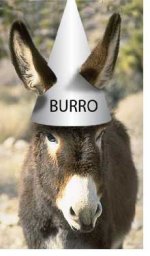 010914_ca_burros.jpg